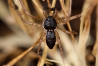 Le Philodrome disparate. Un mle (Araneae - Philodromidae - Philodromus dispar)